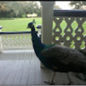 Meet your Posher, Stephen